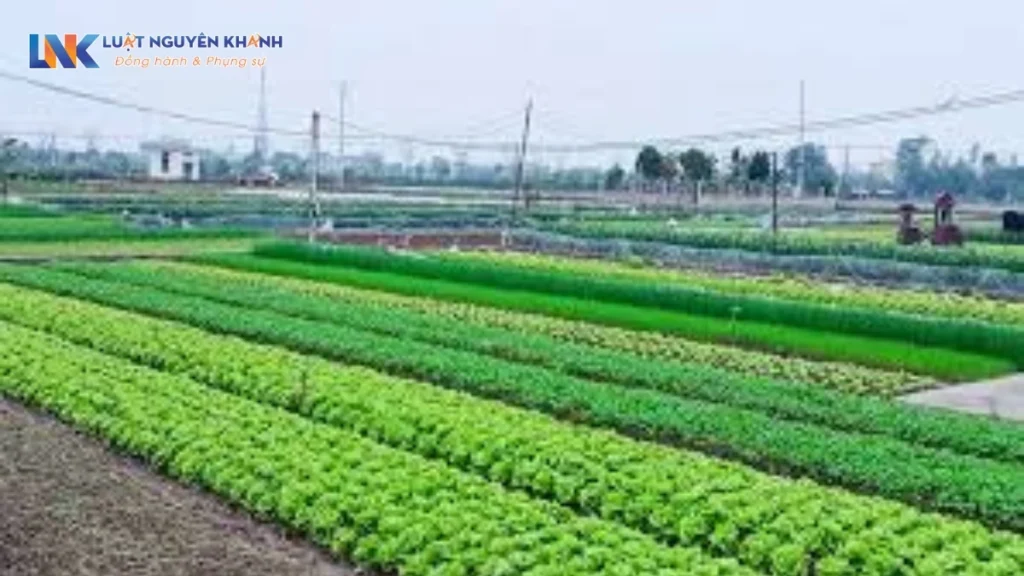 Cho thuê đất là gì? Quy định về việc Nhà nước cho thuê đất