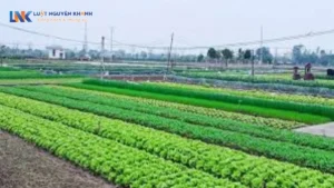 Cho thuê đất là gì? Quy định về việc Nhà nước cho thuê đất