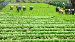 Chuyển đất nông nghiệp sang đất thương mại dịch vụ có phải xin phép không?