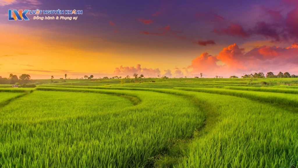 Quy định về chuyển đổi mục đích sử dụng đất trồng lúa