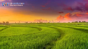 Quy định về chuyển đổi mục đích sử dụng đất trồng lúa