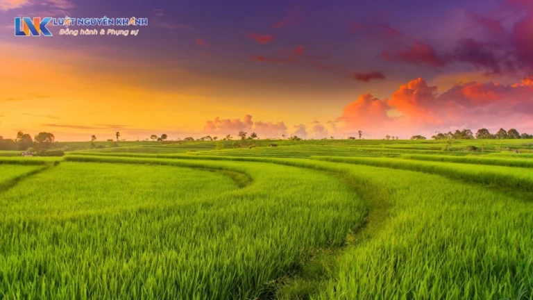 Quy định về chuyển đổi mục đích sử dụng đất trồng lúa