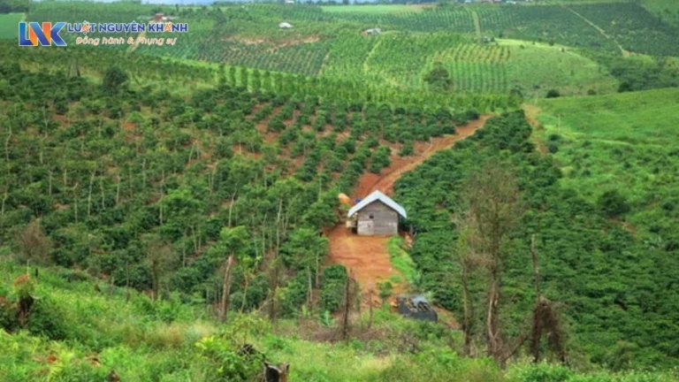 Đất rừng sản xuất có chuyển mục đích được không?