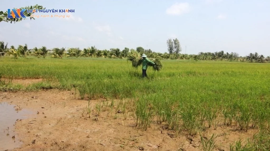 Đất khai hoang là gì? Có được làm sổ đỏ đất khai hoang không?