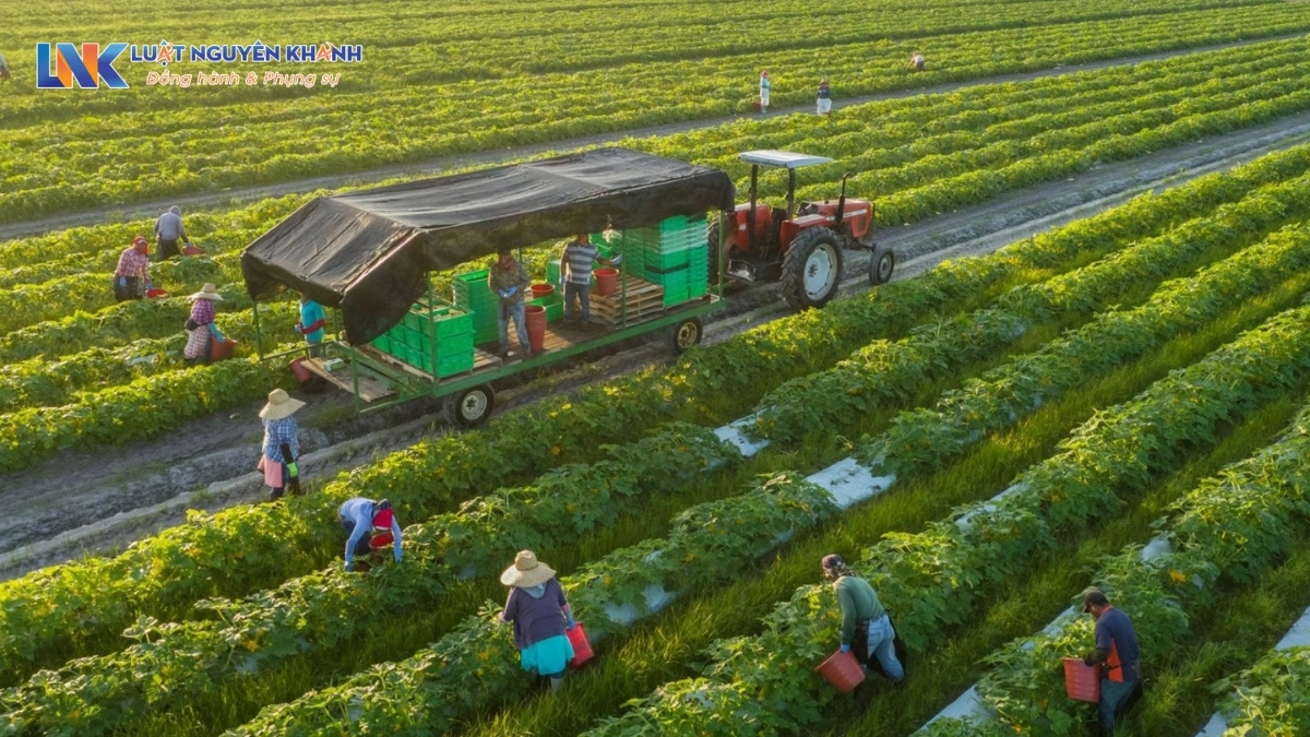 Đất HNK là gì? Quy định mục đích sử dụng đất HNK