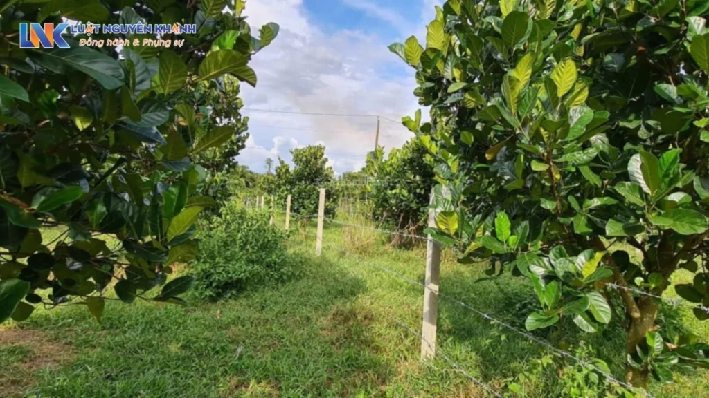 Hướng dẫn thủ tục chuyển đất vườn sang đất ở