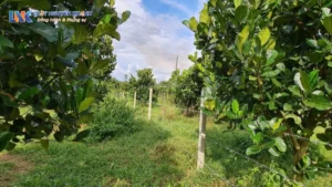 Hướng dẫn thủ tục chuyển đất vườn sang đất ở