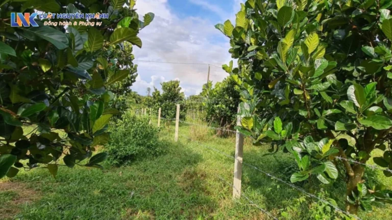 Hướng dẫn thủ tục chuyển đất vườn sang đất ở