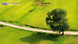 Mức phạt khi tự ý chuyển mục đích sử dụng đất